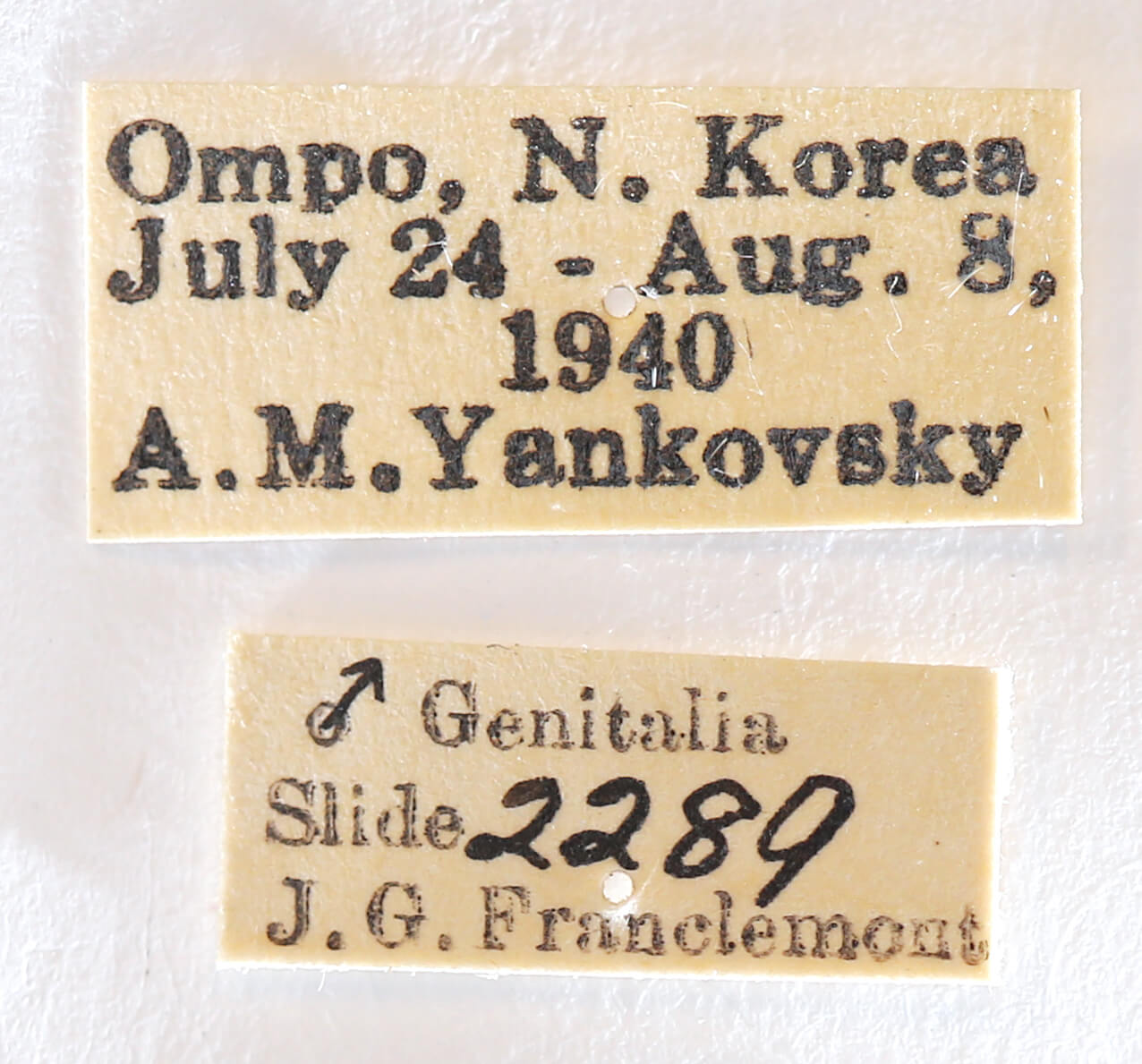 label view of adult Nerice davidi