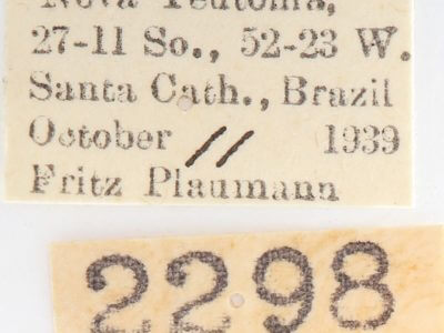 slide view of adult Heterocampa