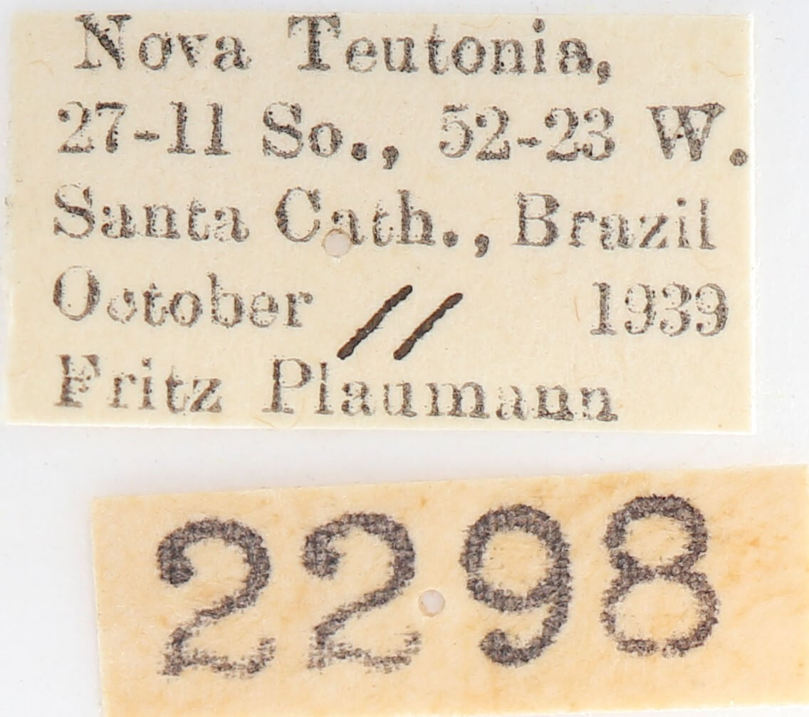 slide view of adult Heterocampa