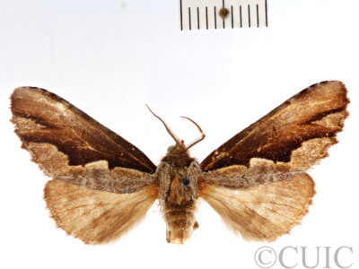 dorsal view of adult Nerice leechi