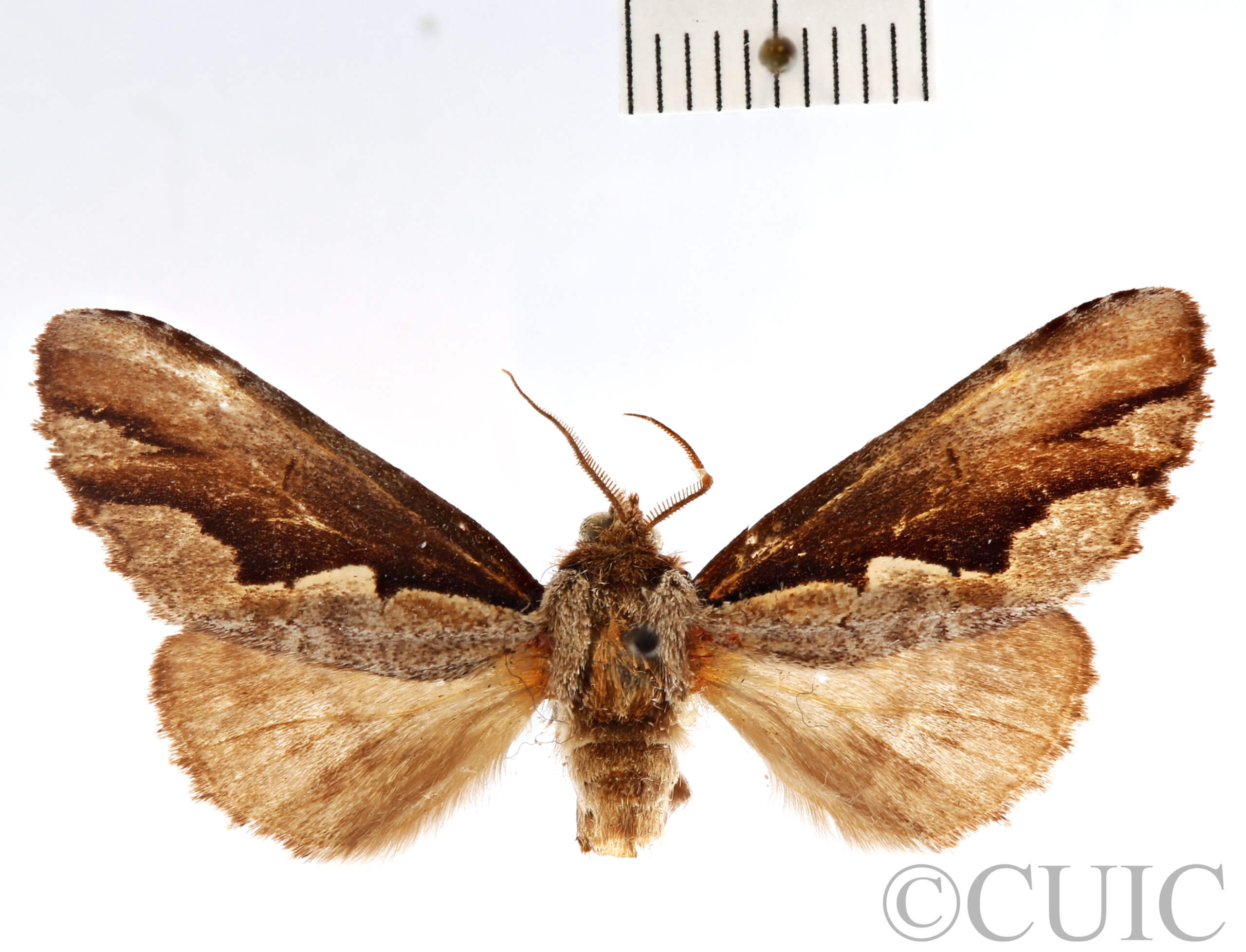 dorsal view of adult Nerice leechi