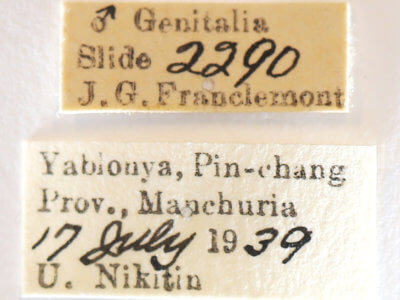 label view of adult Nerice leechi