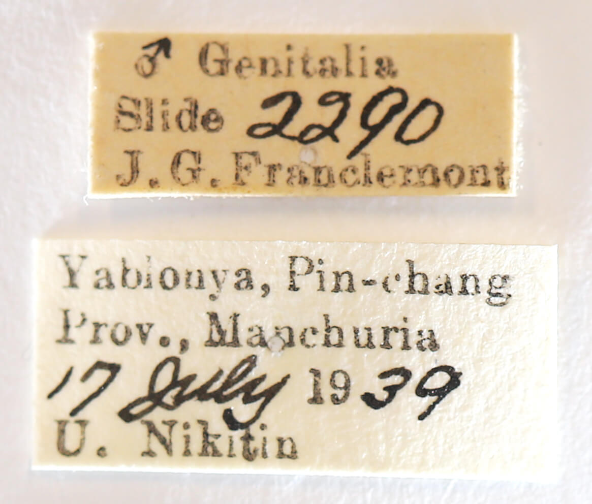 label view of adult Nerice leechi
