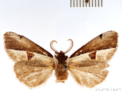 dorsal view of adult Nerice bipartita