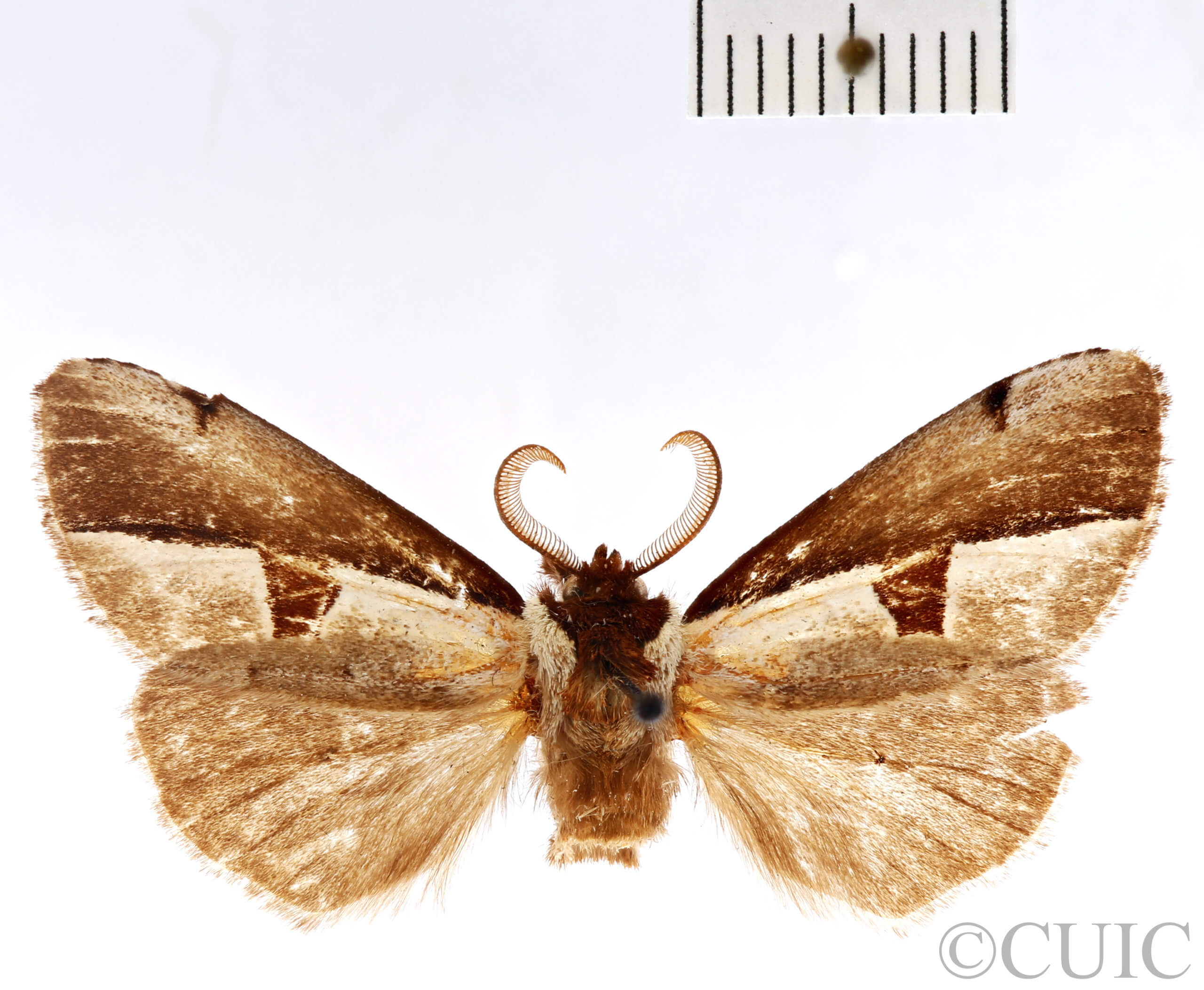 dorsal view of adult Nerice bipartita