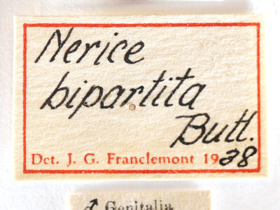 label view of adult Nerice bipartita