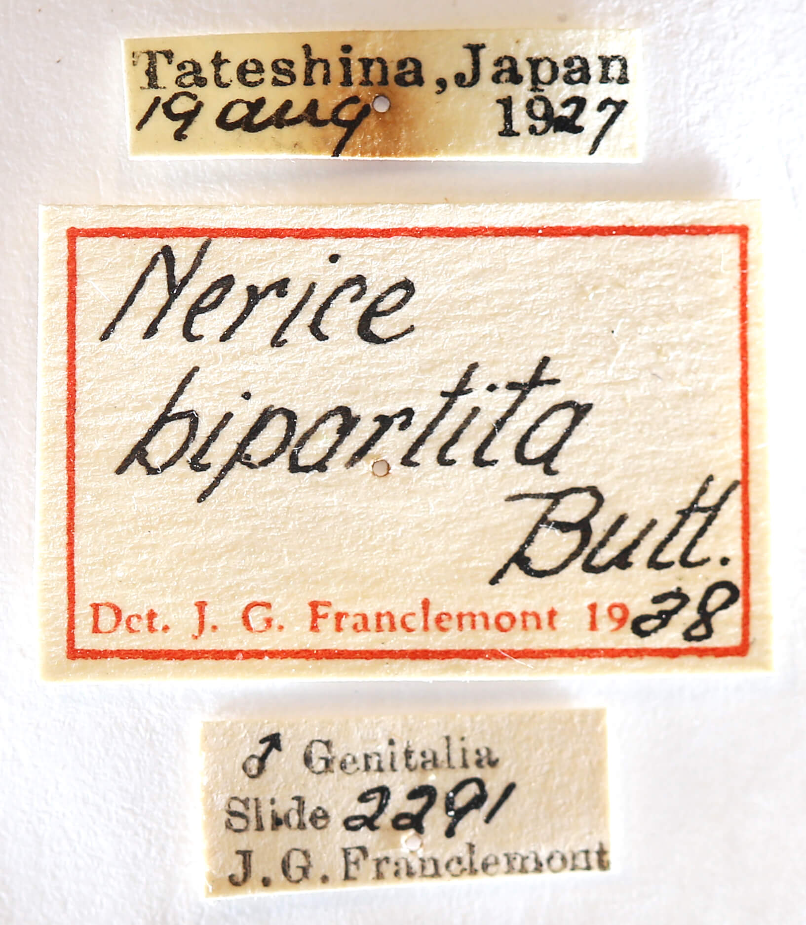 label view of adult Nerice bipartita