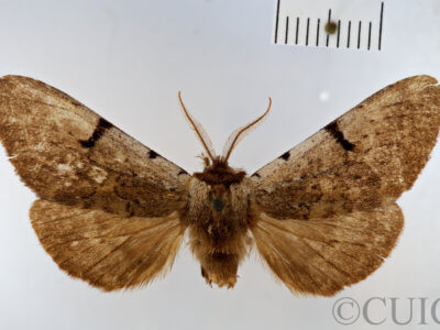 dorsal view of adult Lophocosma atriplaga