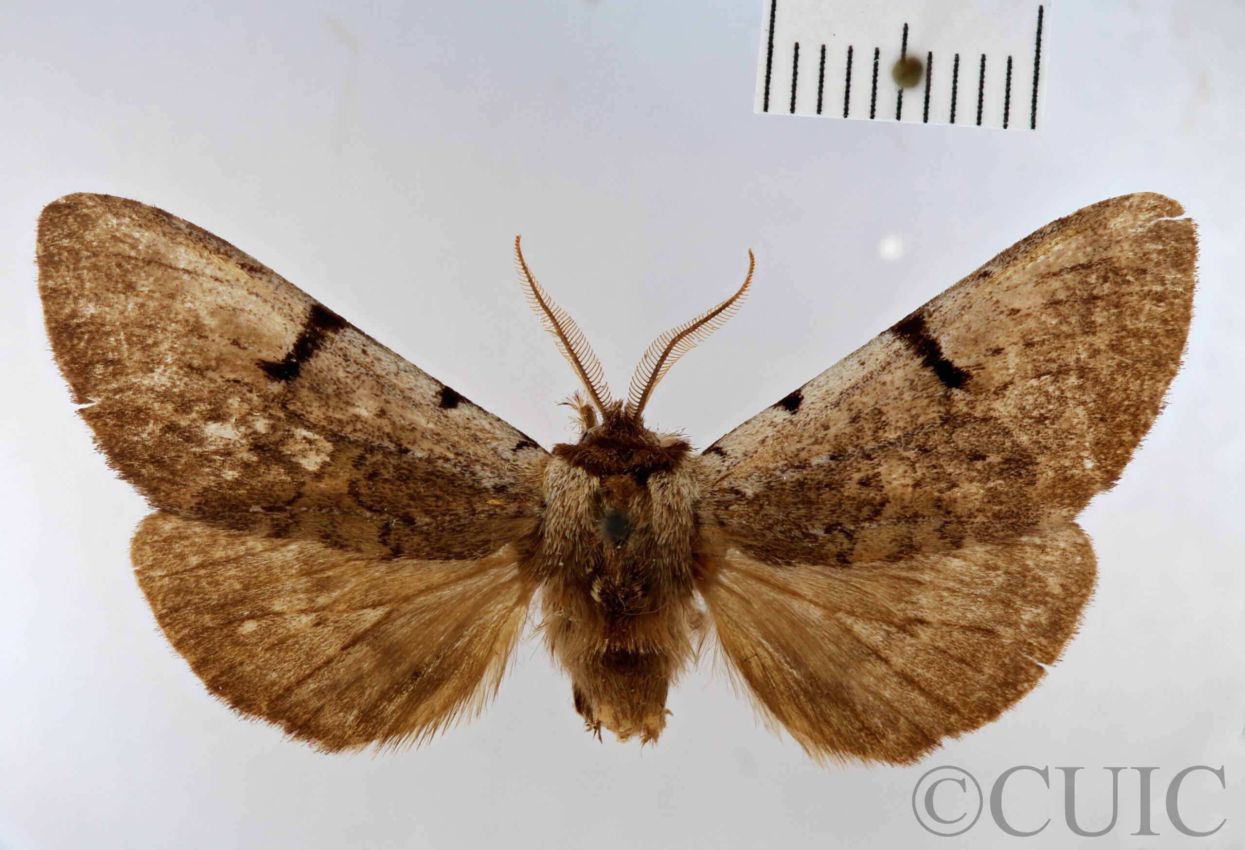 dorsal view of adult Lophocosma atriplaga