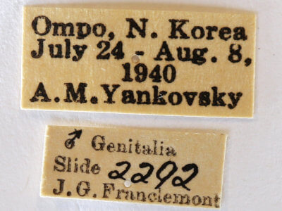 label view of adult Lophocosma atriplaga