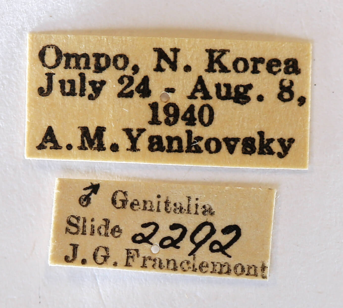 label view of adult Lophocosma atriplaga