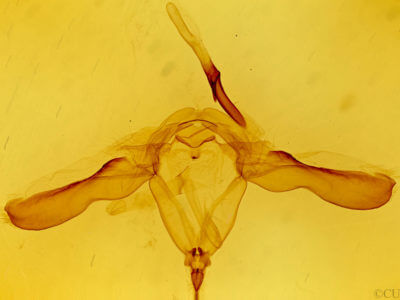 genitalia view of adult Heterocampa