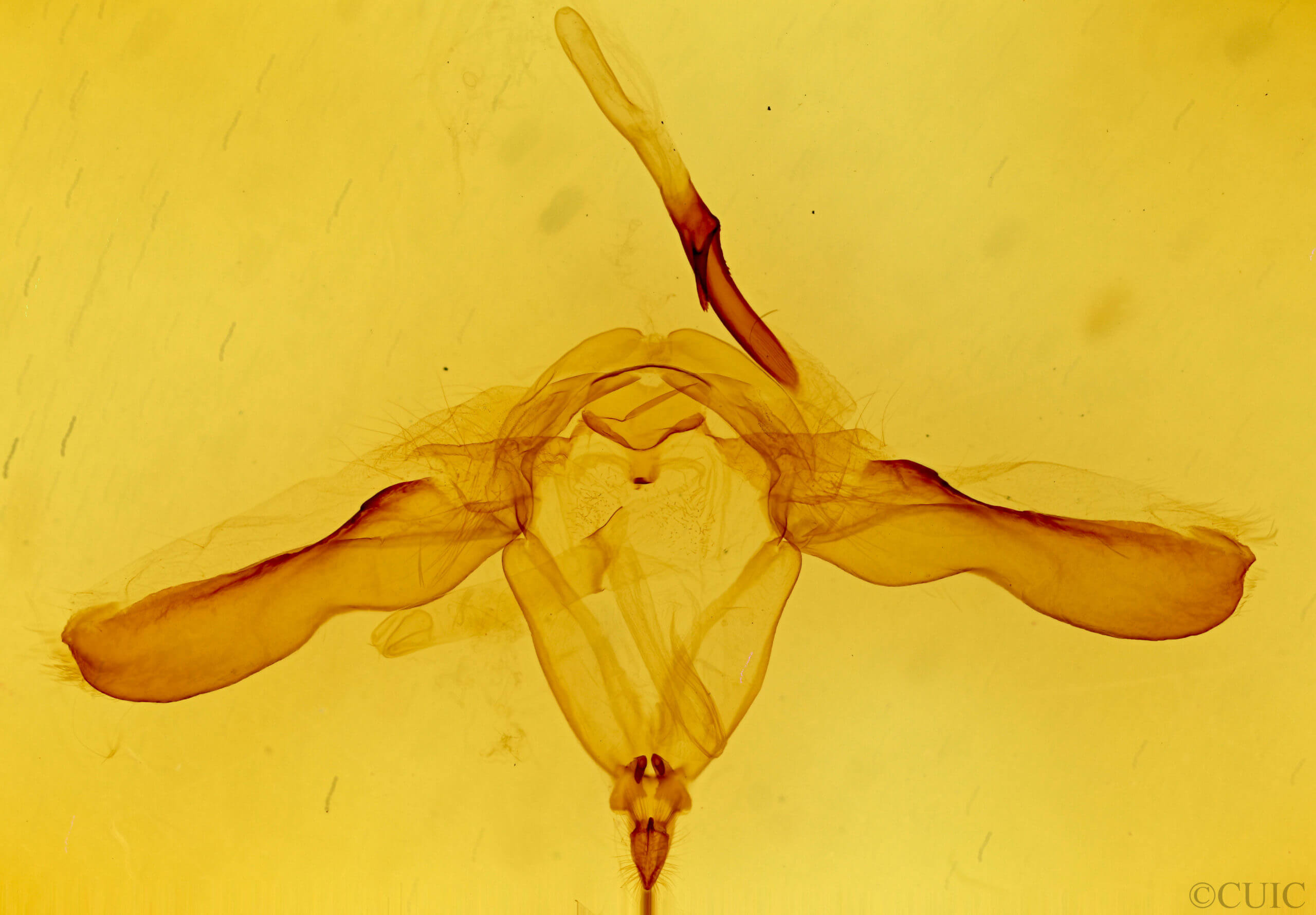 genitalia view of adult Heterocampa