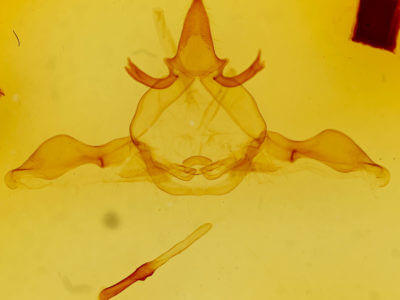 genitalia view of adult Disphragis notabilis