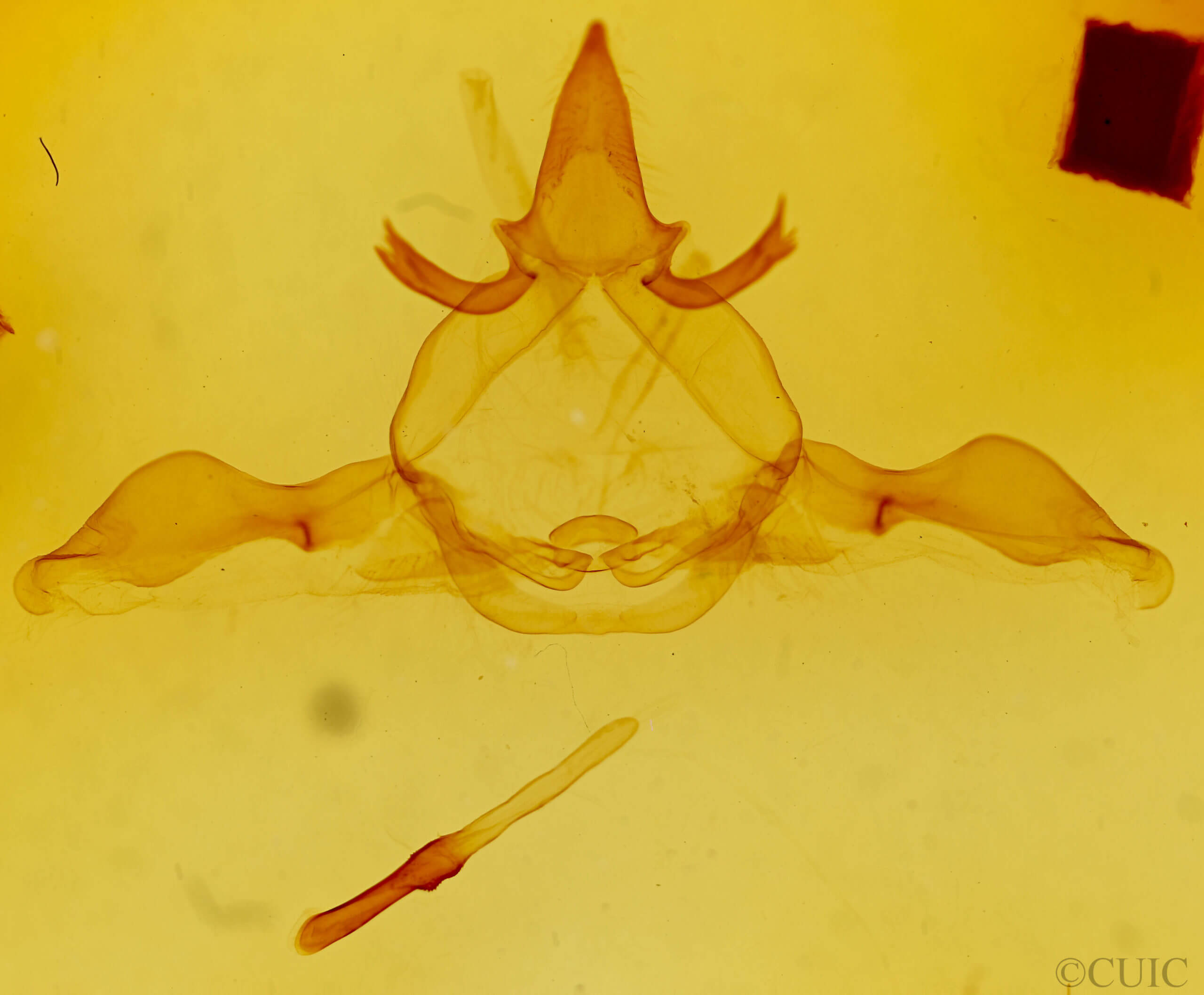 genitalia view of adult Disphragis notabilis