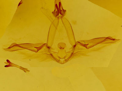 genitalia view of adult Disphragis mephitis