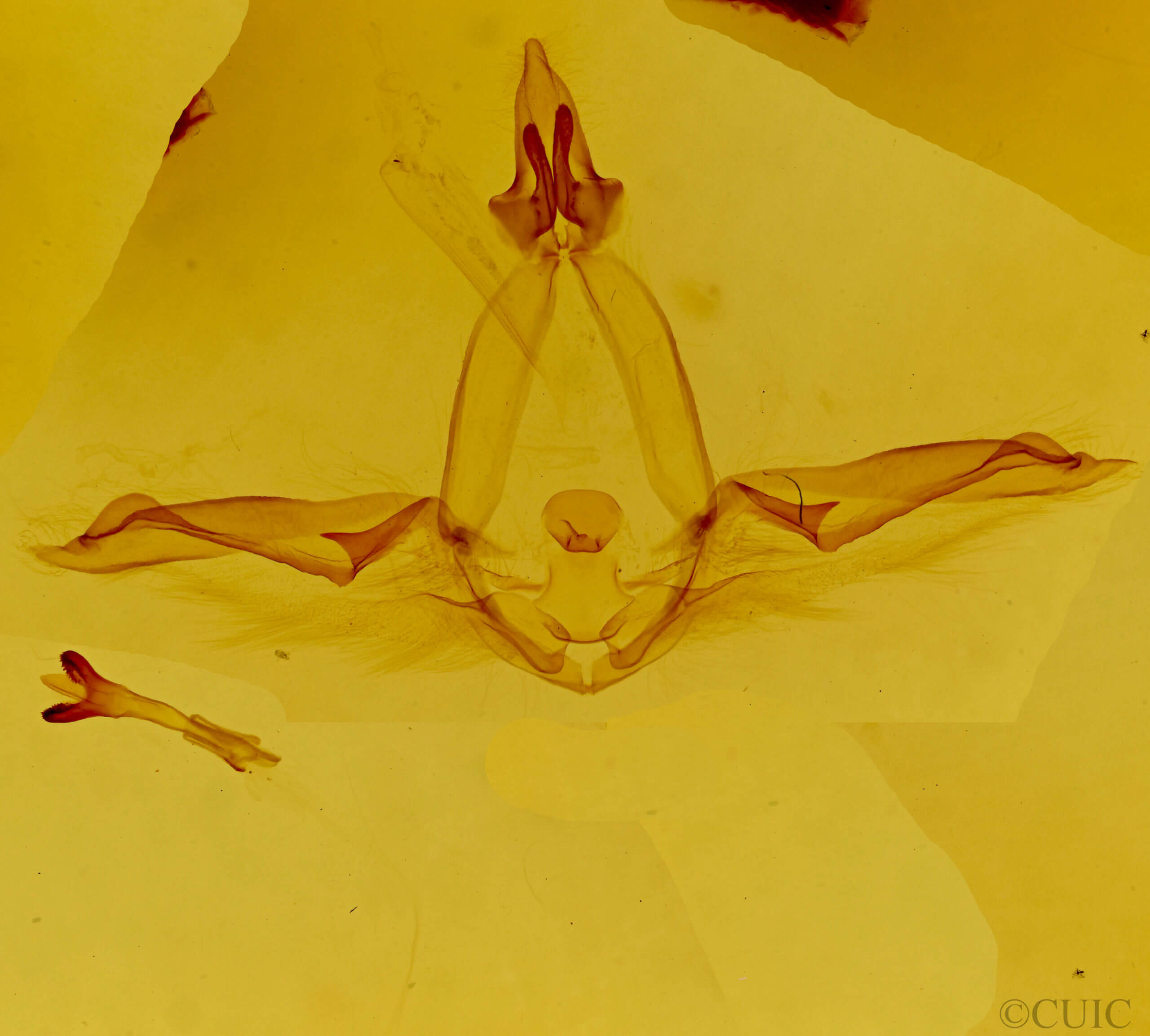 genitalia view of adult Disphragis mephitis