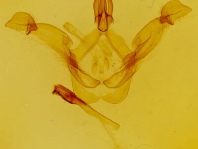 genitalia view of adult Disphragis herbida
