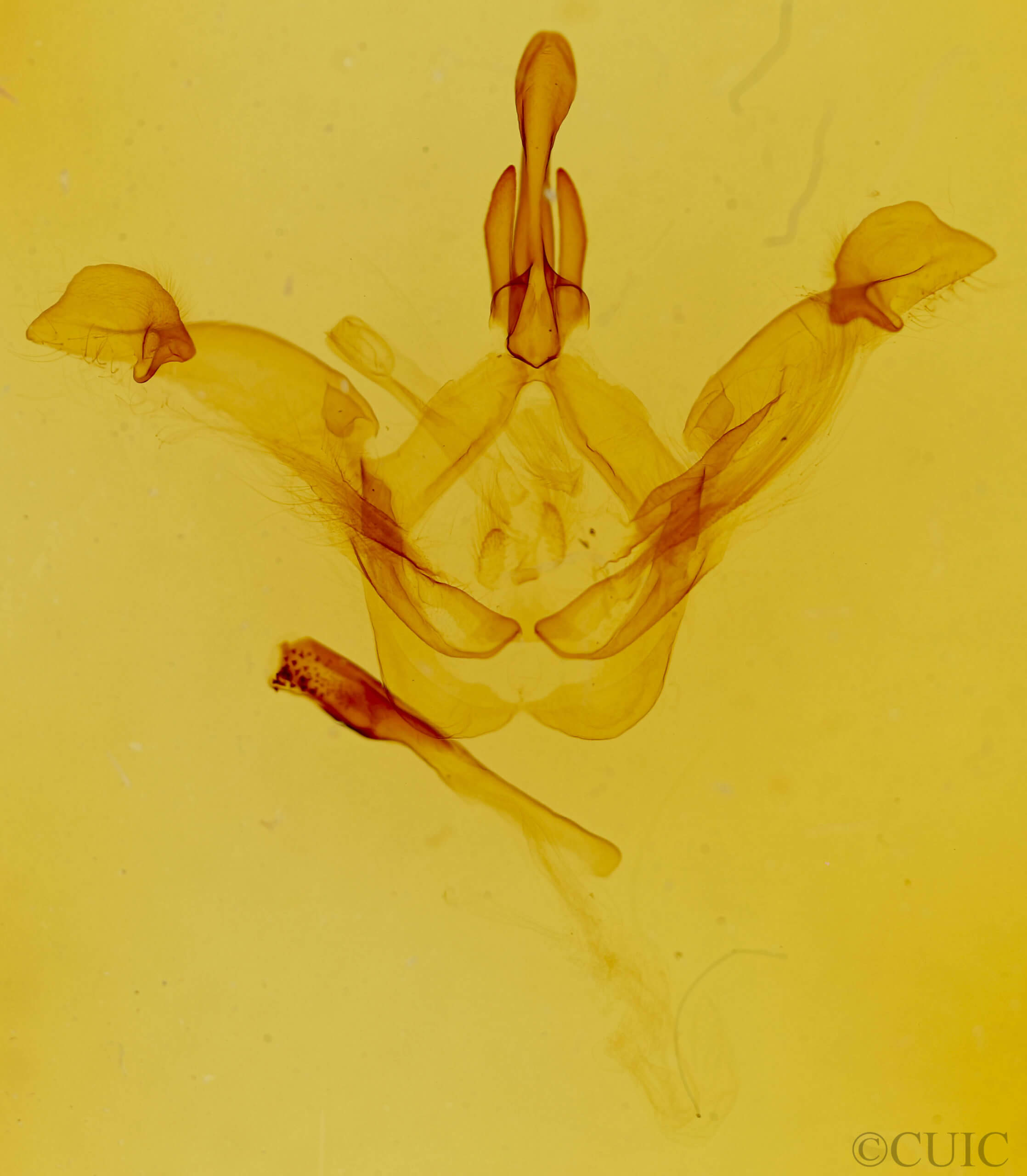 genitalia view of adult Disphragis herbida
