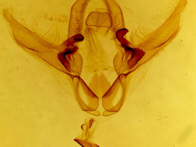 genitalia view of adult Disphragis subalbida