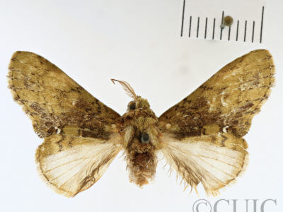 dorsal view of adult Disphragis subalbida