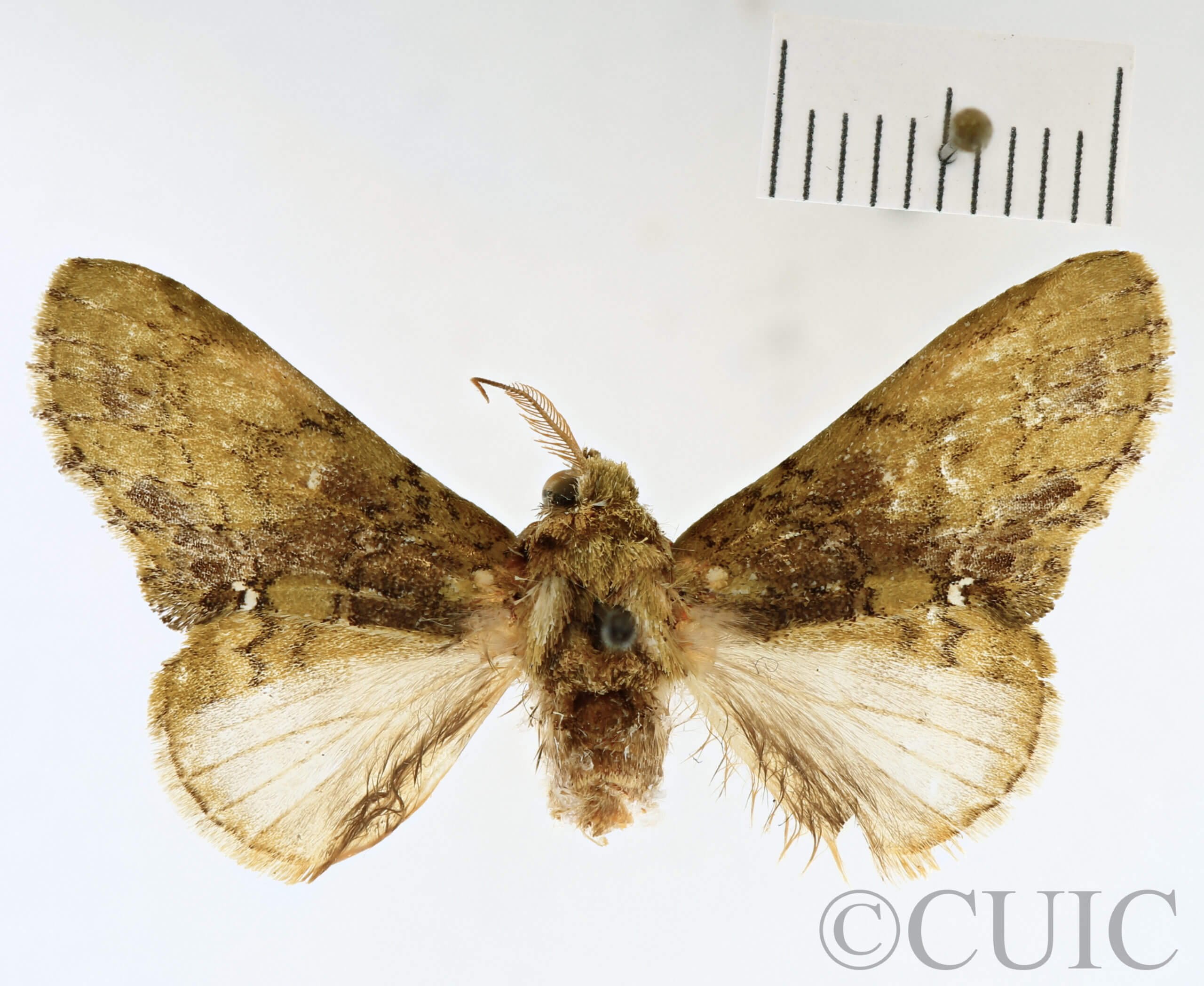 dorsal view of adult Disphragis subalbida