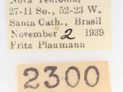 label view of adult Disphragis subalbida