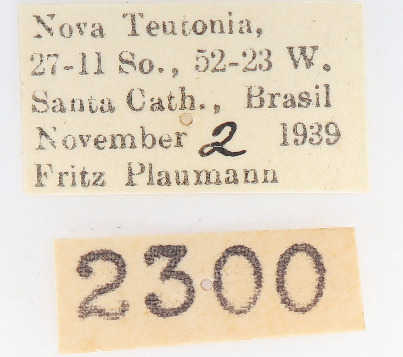 label view of adult Disphragis subalbida