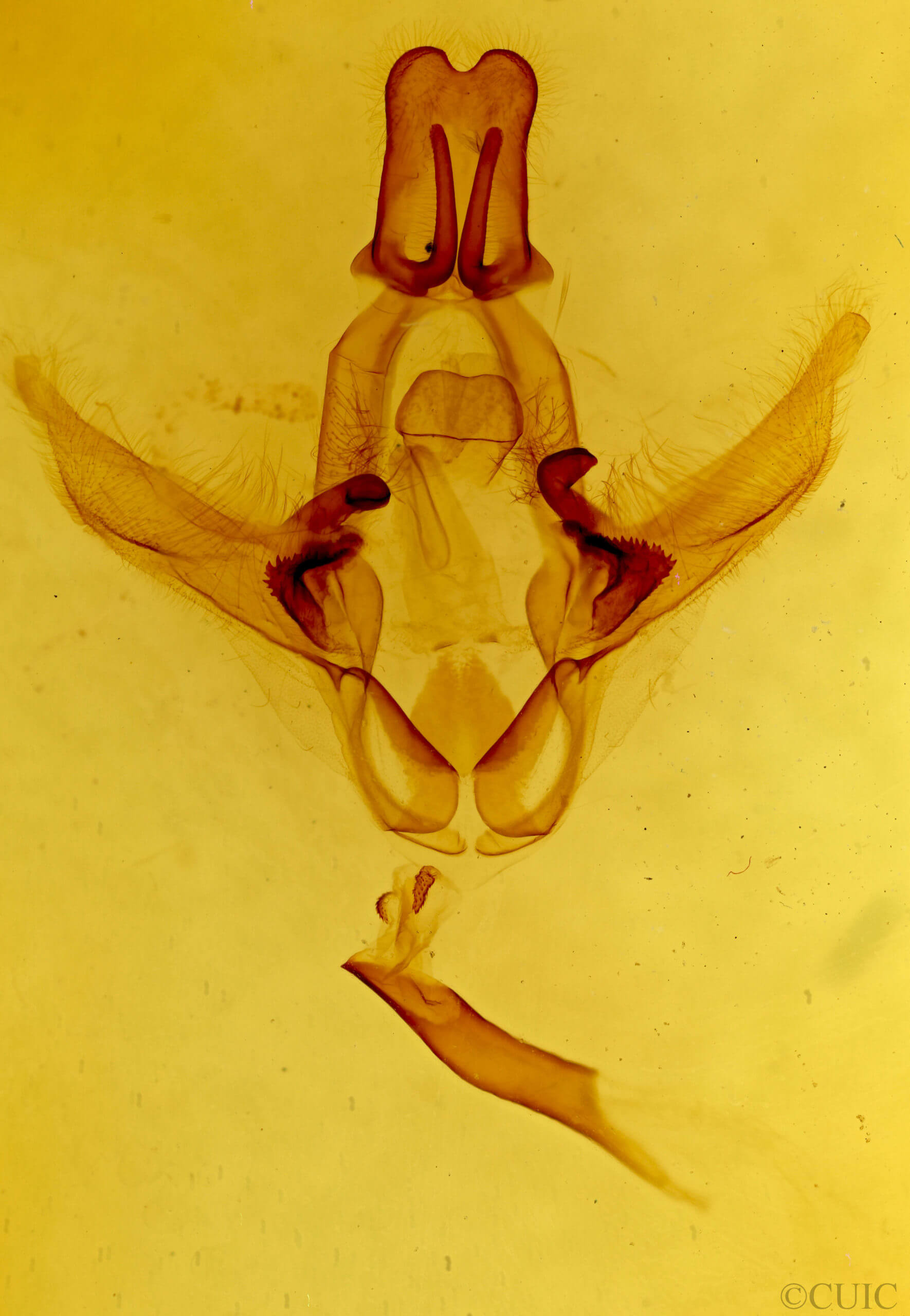 genitalia view of adult Disphragis subalbida
