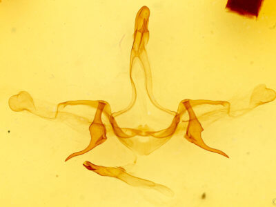 genitalia view of adult Heterocampa