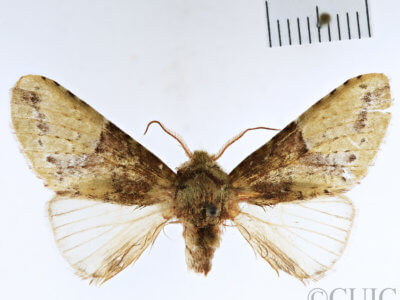 dorsal view of adult Heterocampa