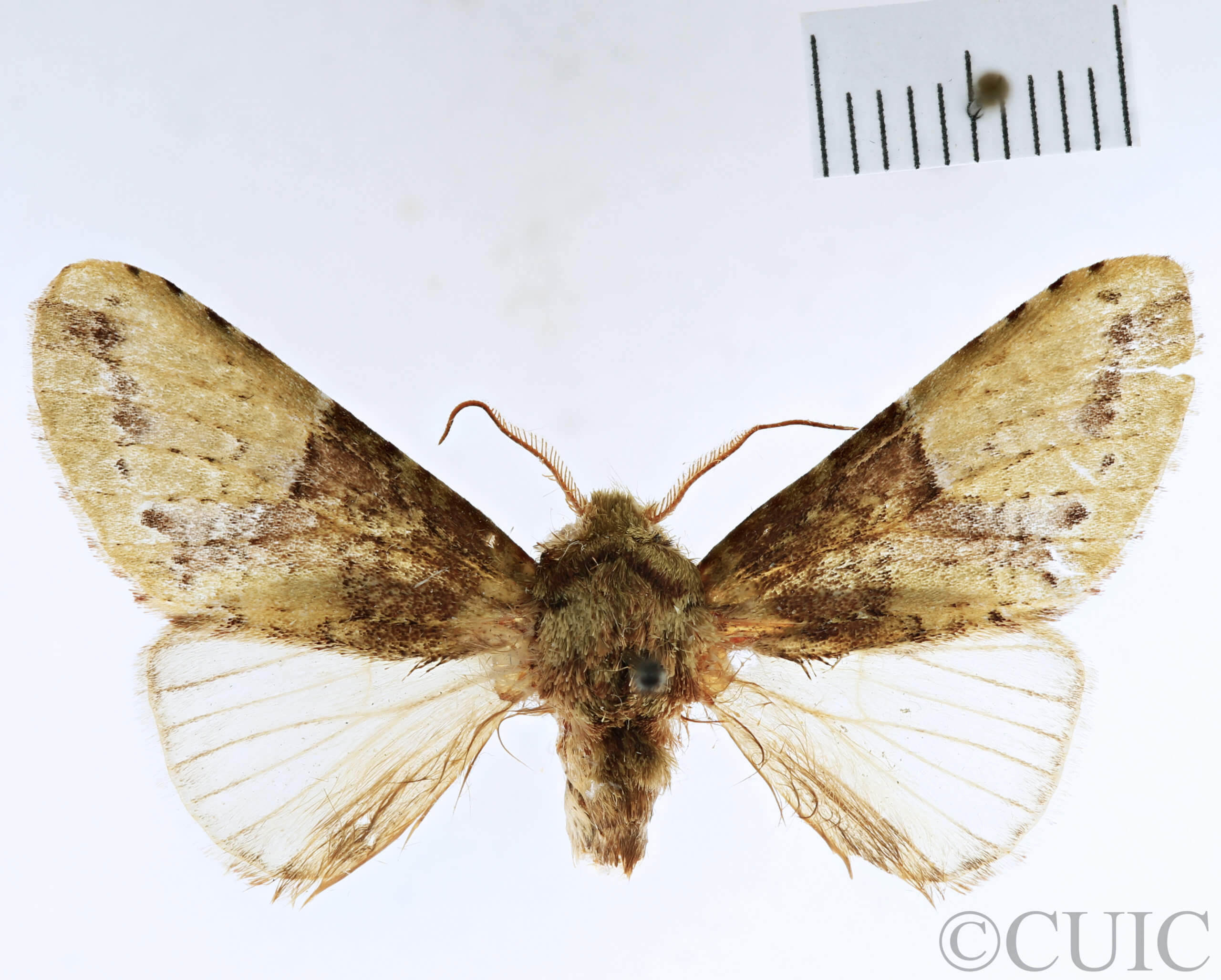 dorsal view of adult Heterocampa