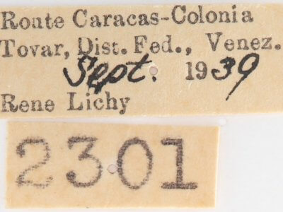 label view of adult Heterocampa