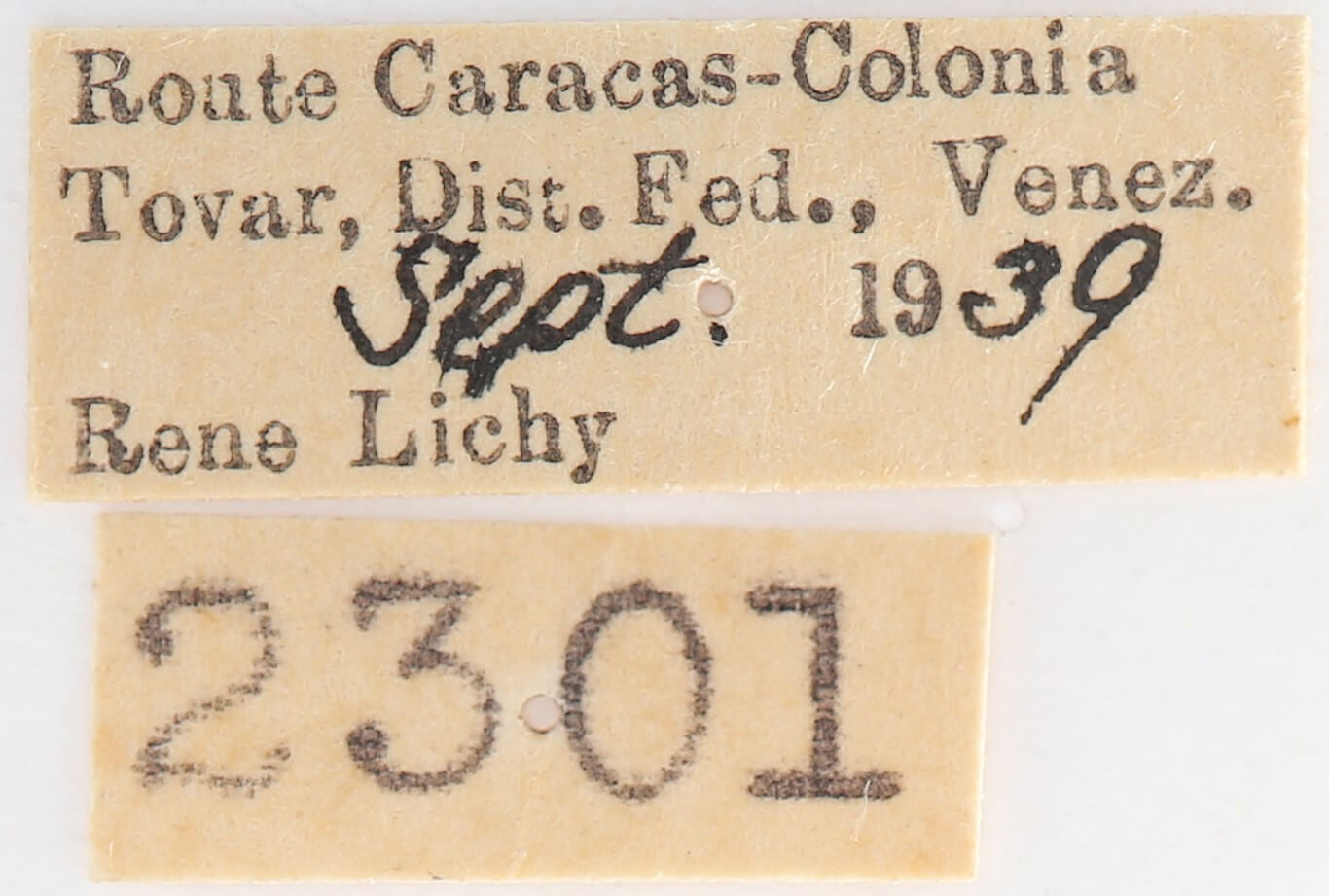 label view of adult Heterocampa