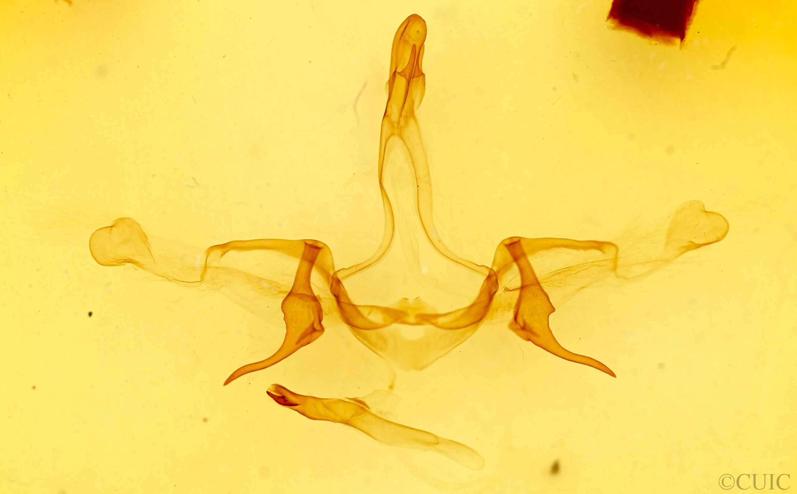 genitalia view of adult Heterocampa
