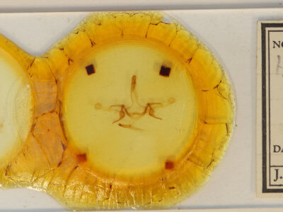 slide view of adult Heterocampa