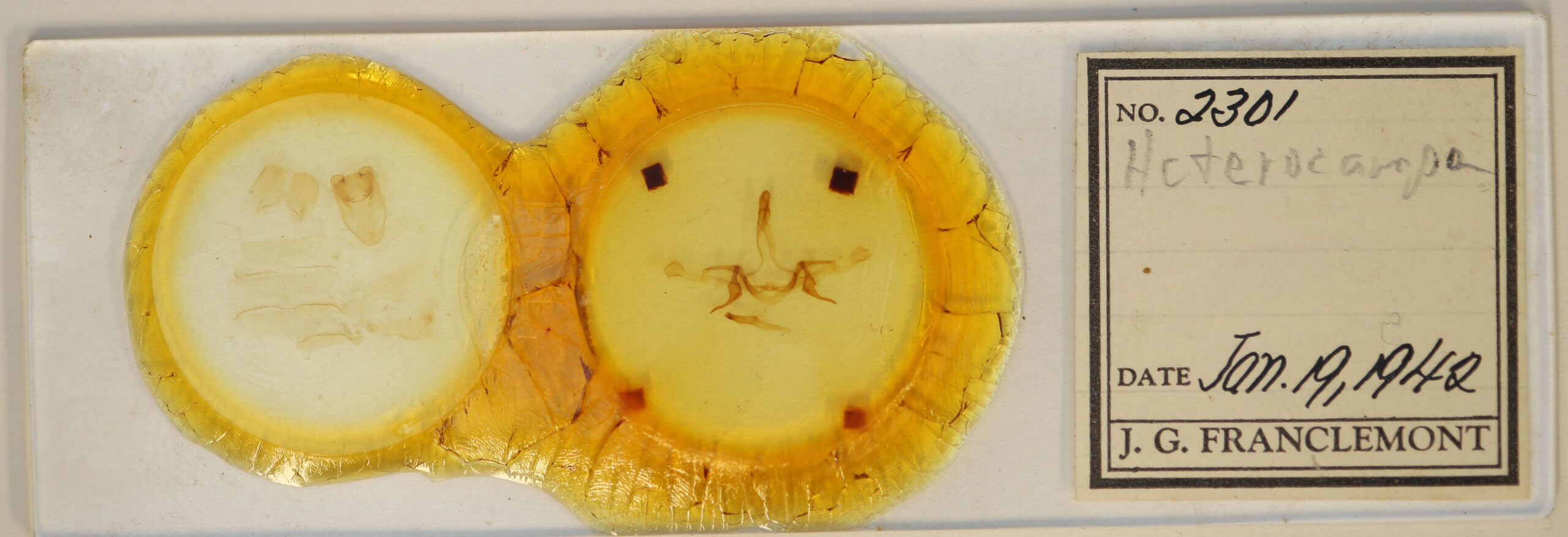 slide view of adult Heterocampa