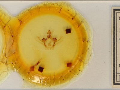 slide view of adult Disphragis virgea