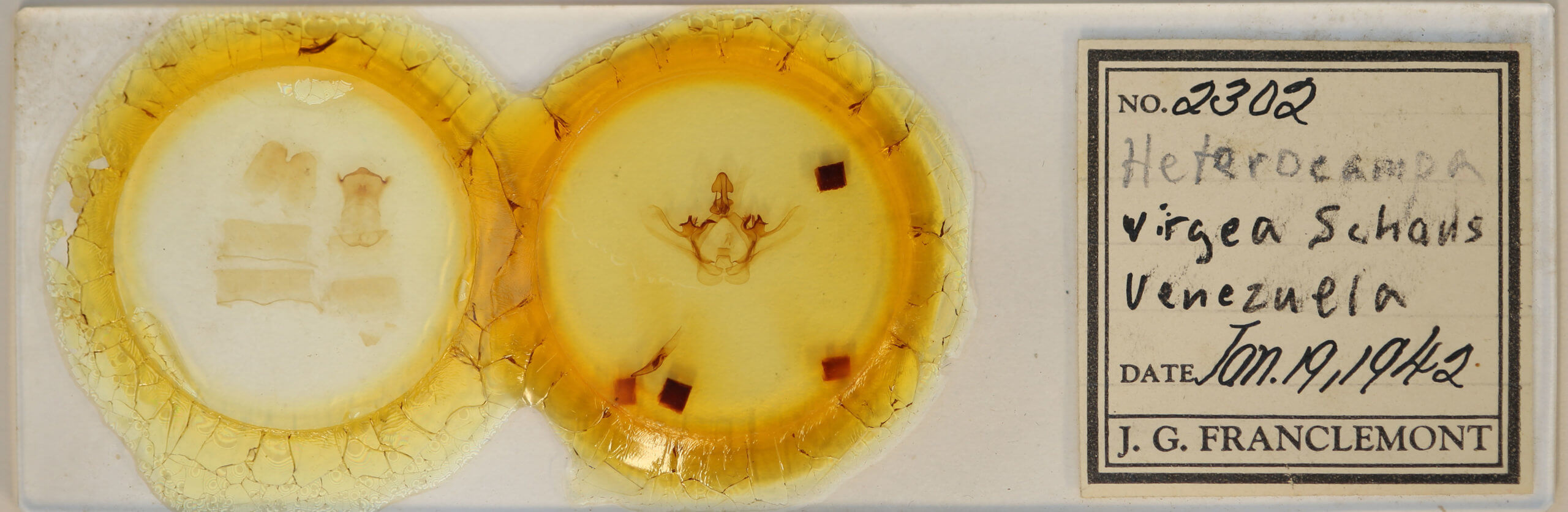 slide view of adult Disphragis virgea