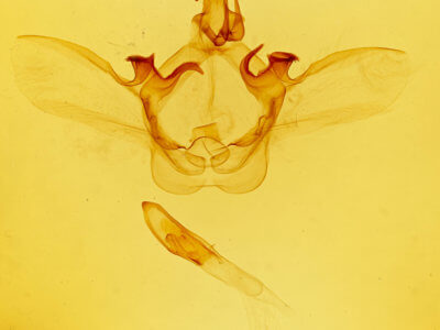genitalia view of adult Heterocampa