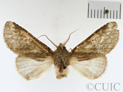 dorsal view of adult Heterocampa