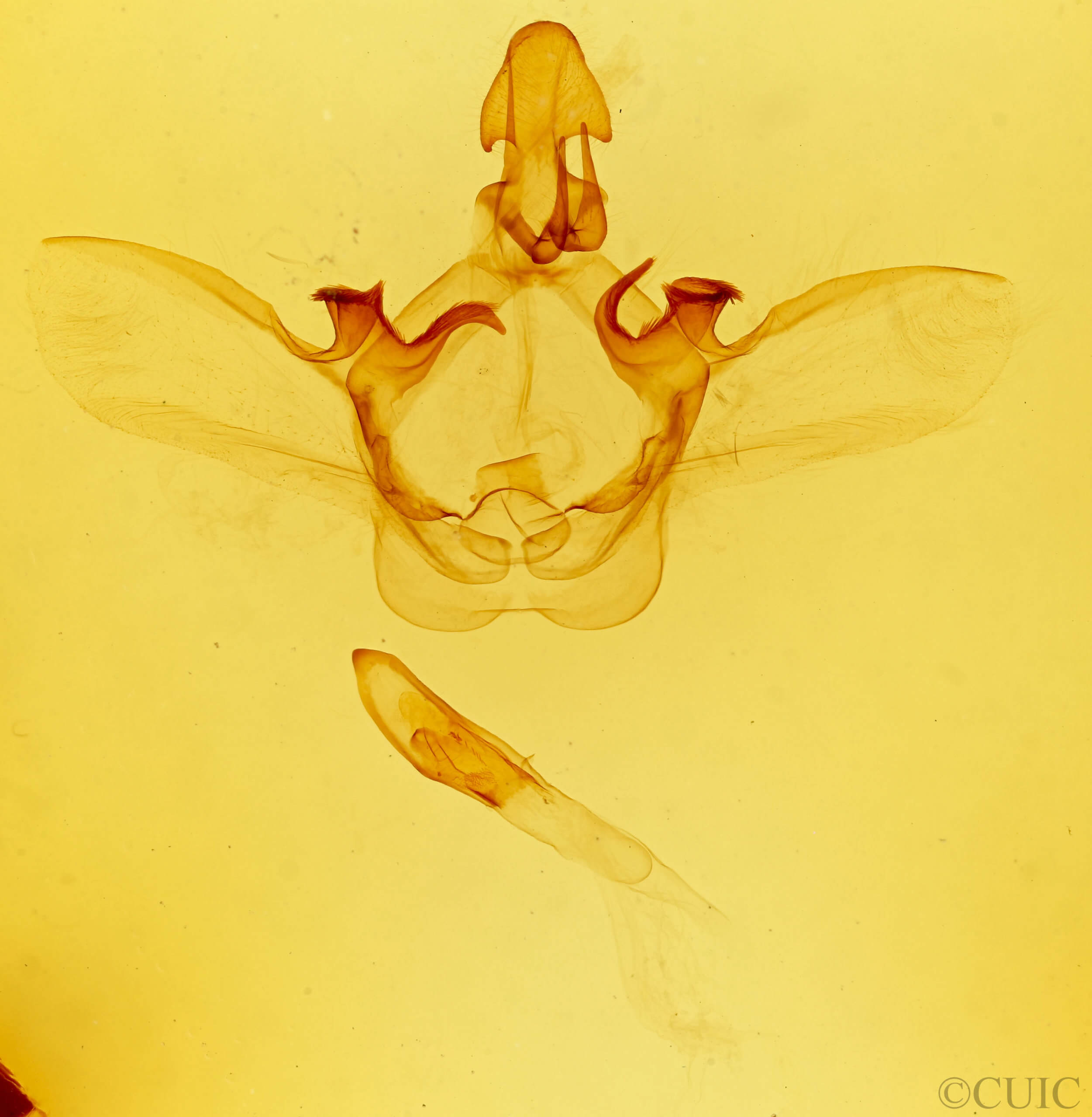 genitalia view of adult Heterocampa