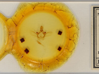 slide view of adult Heterocampa