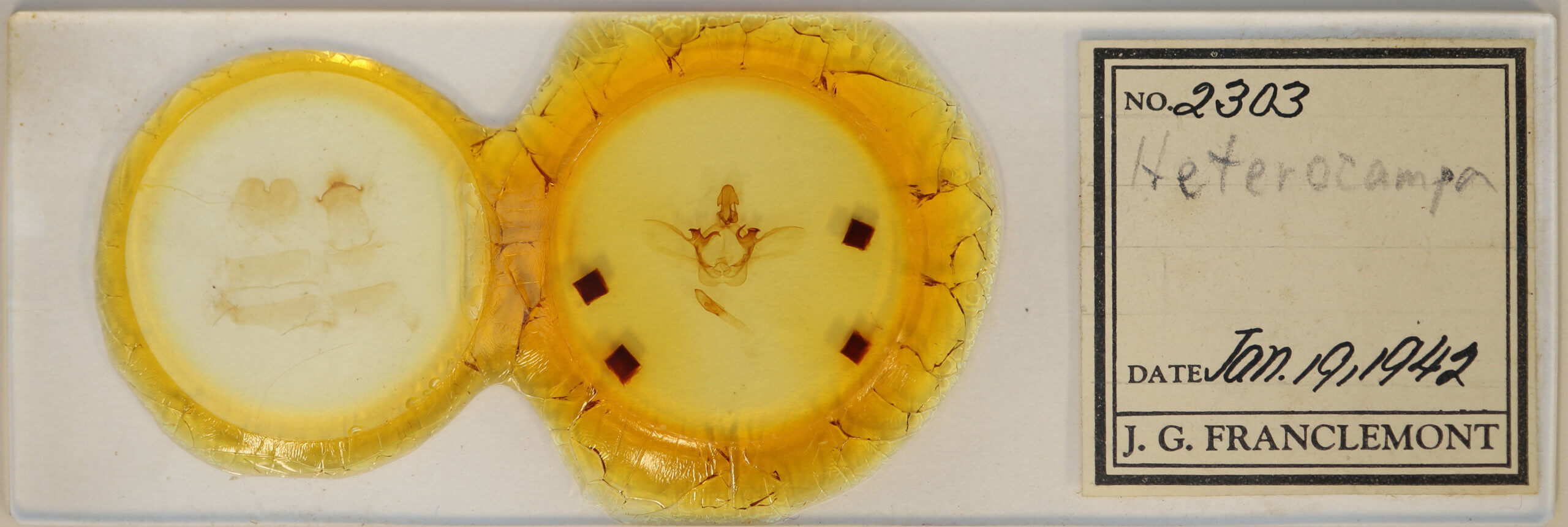 slide view of adult Heterocampa