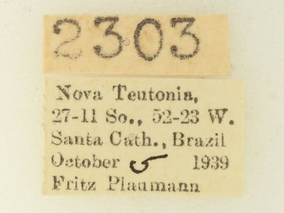 label view of adult Heterocampa