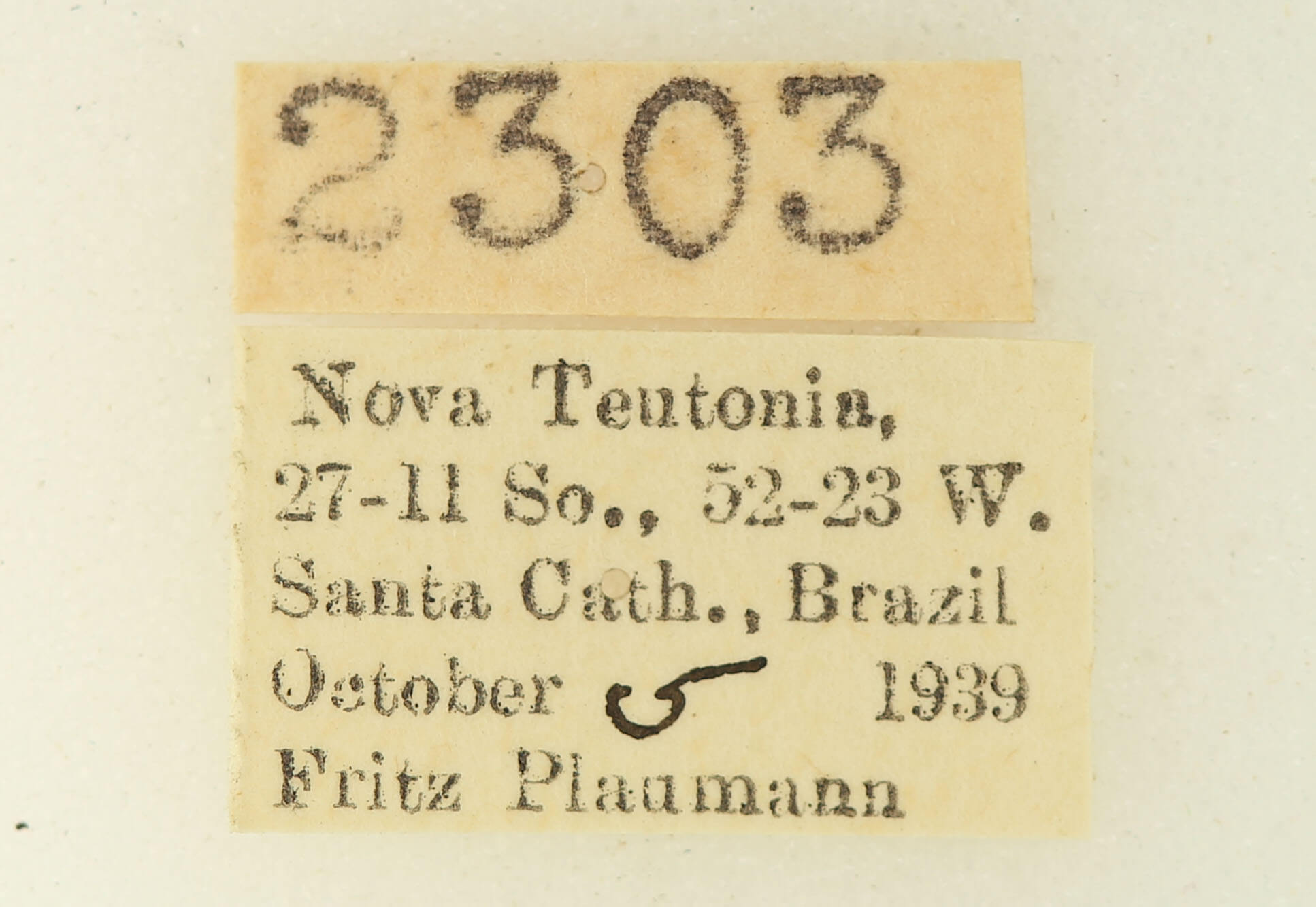 label view of adult Heterocampa