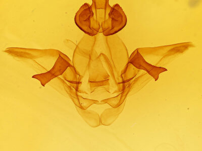 genitalia view of adult Heterocampa nr. mullinsi