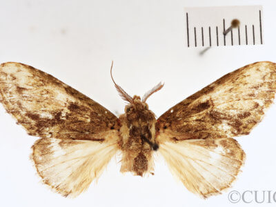 dorsal view of adult Heterocampa nr. mullinsi