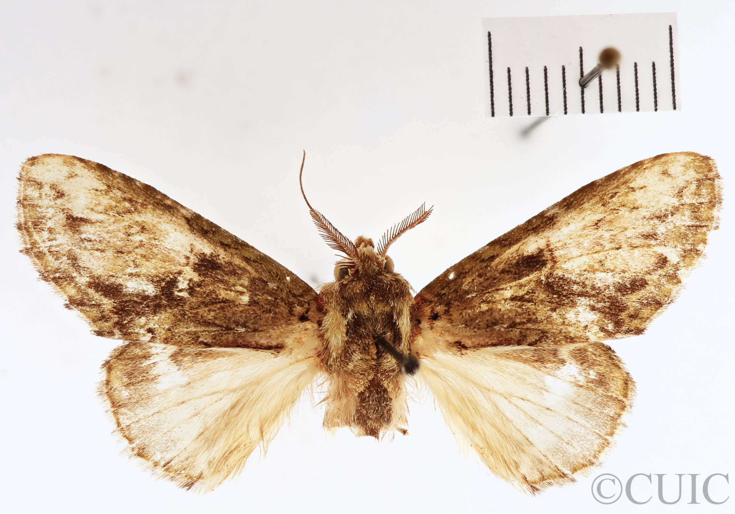 dorsal view of adult Heterocampa nr. mullinsi