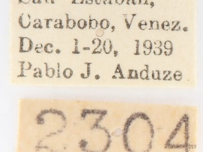 label view of adult Heterocampa nr. mullinsi